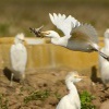 Volavka rusohlava - Bubulcus ibis - Cattle Egret 1706